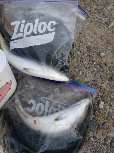 マゴチ１匹！フクラギ多数！