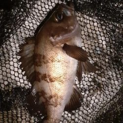 久しぶりのメバリング🐟️