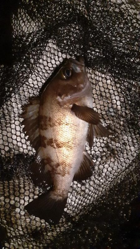 久しぶりのメバリング🐟️