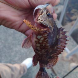 小さいけど今年初めてのメバル