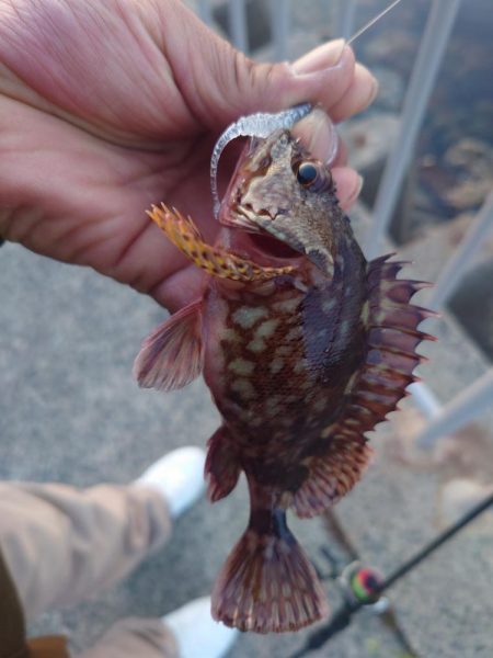 小さいけど今年初めてのメバル