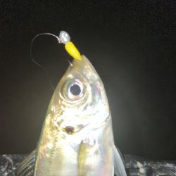 ベイトフィネスプラッキング