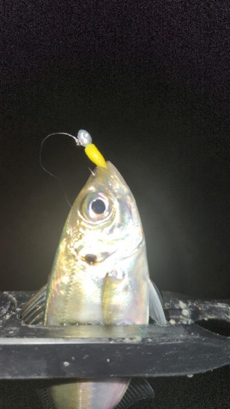 ベイトフィネスプラッキング