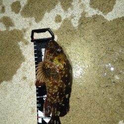 久しぶりのメバリングに満足