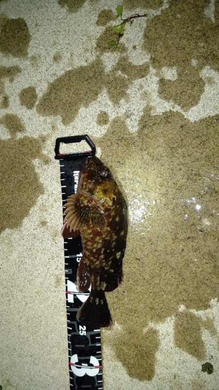 久しぶりのメバリングに満足