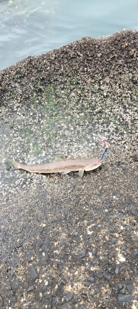 数が釣れて楽しめたけど💦