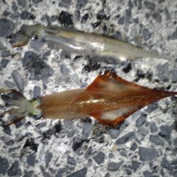 ヤリイカエギング