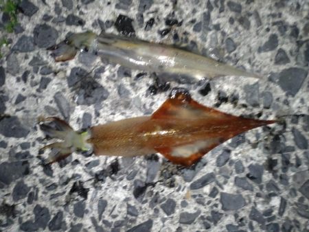 ヤリイカエギング