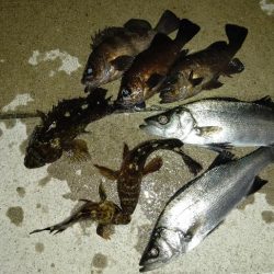 大型メバル不発