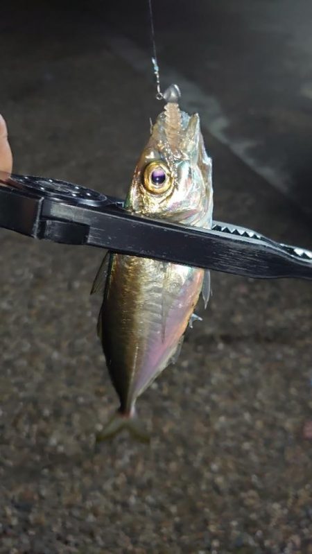 怒る気にも、ならない。