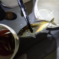 ナイトボートアジング　リベンジ