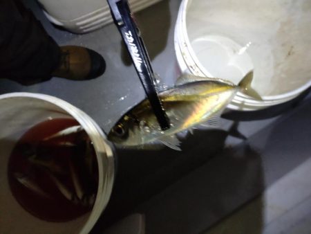 ナイトボートアジング　リベンジ