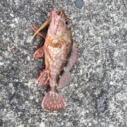 アジ探し@芳養漁港