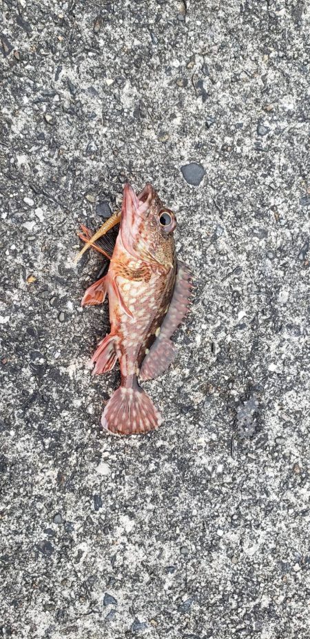 アジ探し@芳養漁港