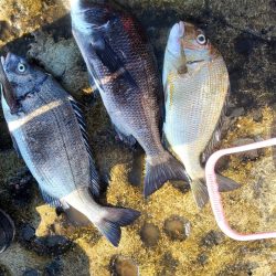 和歌山市江（吉丸渡船）で磯フカセ