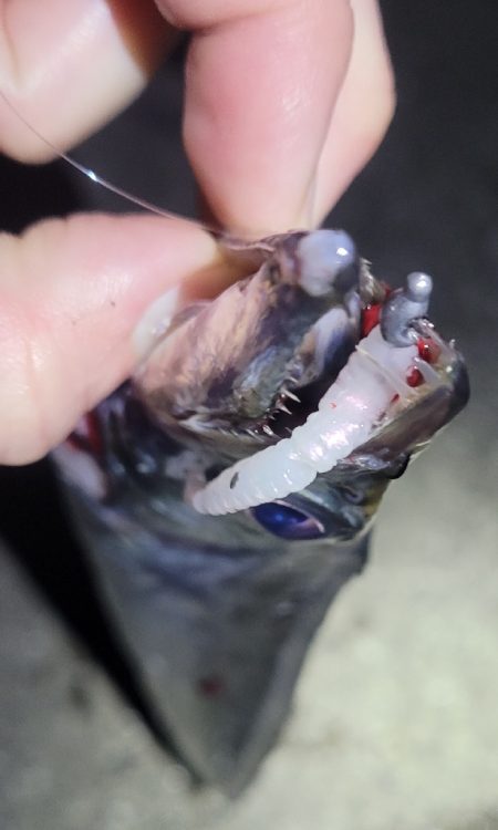 3月のライトゲーム、まさかの珍客も