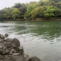 今回の天草ではやっと１匹釣ることが出来ました