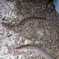 残業してなんとか2匹