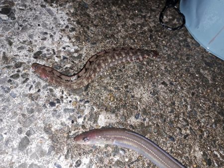 残業してなんとか2匹