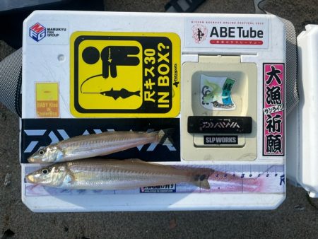 投げ釣りの季節が始まりました