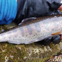 引原本流で大アマゴ登場！