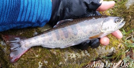 引原本流で大アマゴ登場！