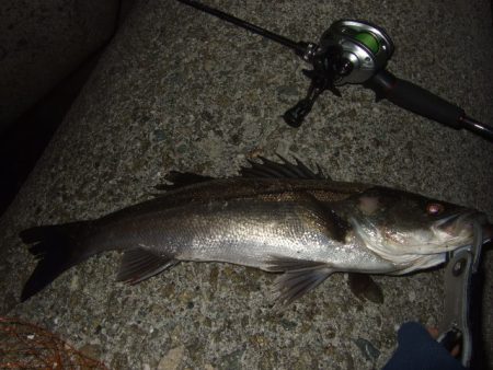 格安ベイトフィネスリールでメバル釣行に