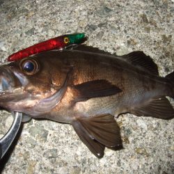 バチパターンからの変化