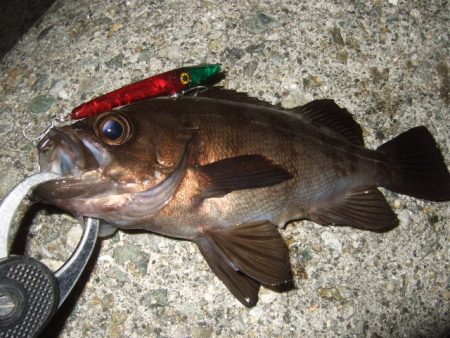 バチパターンからの変化