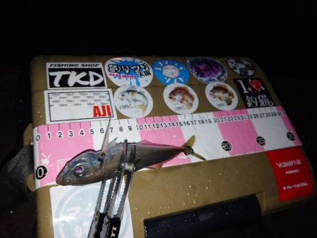 雨の日アジング