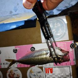 今夜もご近所アジング