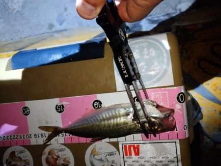 今夜もご近所アジング