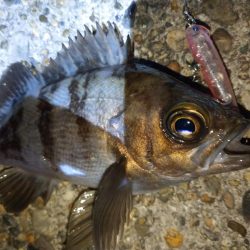 久しぶりの釣果