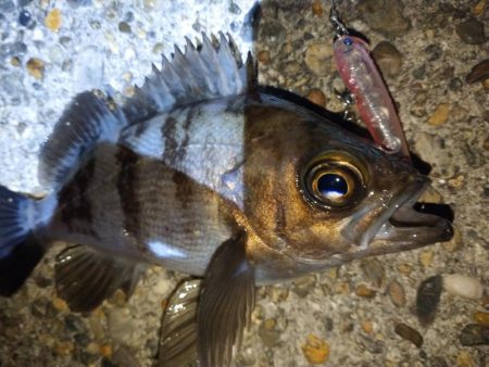 久しぶりの釣果