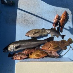 平戸的場大島沖でランカーシーバス