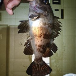 久々メバリング