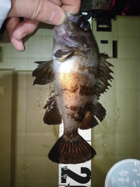 久々メバリング