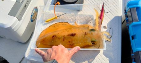 親イカシーズン調査