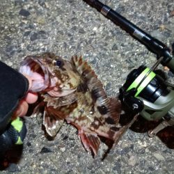 2024/04/01 南港ライトゲーム釣行