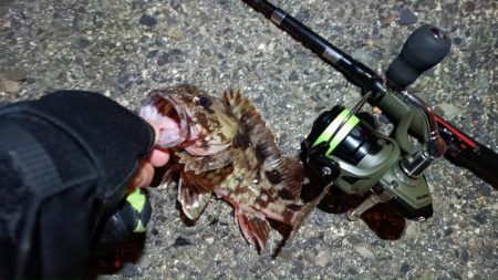 2024/04/01 南港ライトゲーム釣行