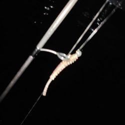 アジング＠南港