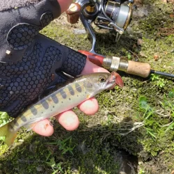 サクラ咲かないので菜の花満開花見