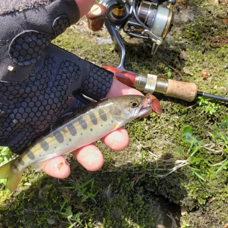 サクラ咲かないので菜の花満開花見