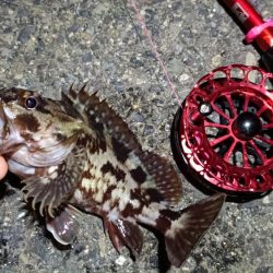 2024/04/09 舞洲方面ヘチ釣り釣行