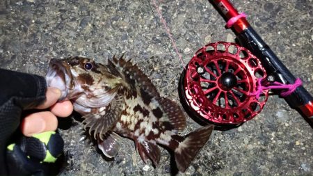 2024/04/09 舞洲方面ヘチ釣り釣行