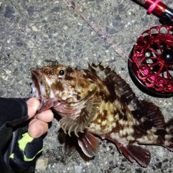 2024/04/10 舞洲方面ヘチ釣り釣行