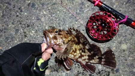 2024/04/10 舞洲方面ヘチ釣り釣行