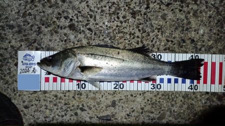 2024/04/11 舞洲方面ヘチ釣り釣行