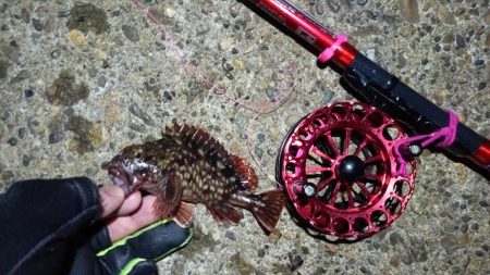 2024/04/12 舞洲方面ヘチ釣り釣行（歳無し釣果有り）