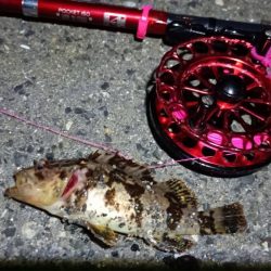 2024/04/13 南港ヘチ釣り釣行